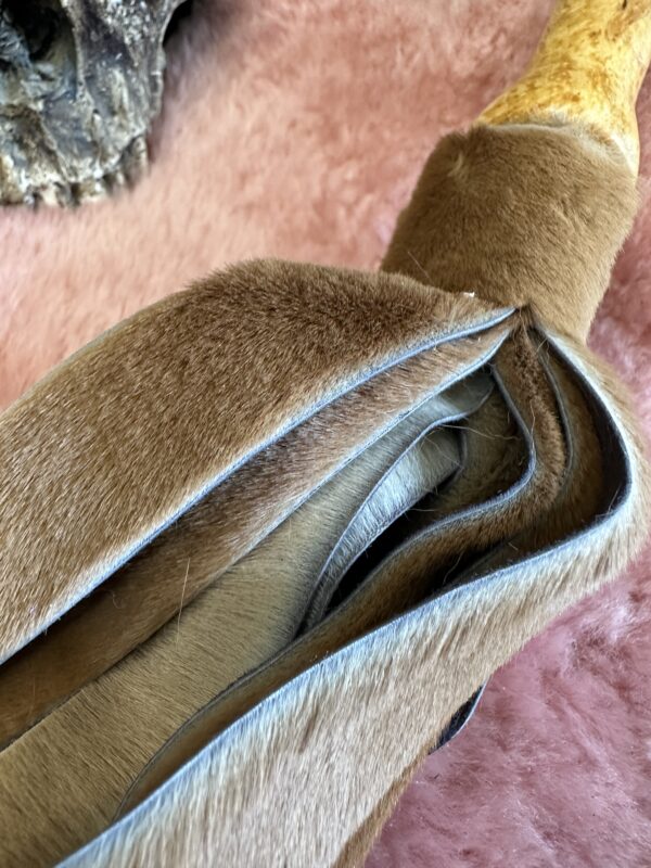 Skippys Brother, Kangaroo hair-on hide flogger - Image 2